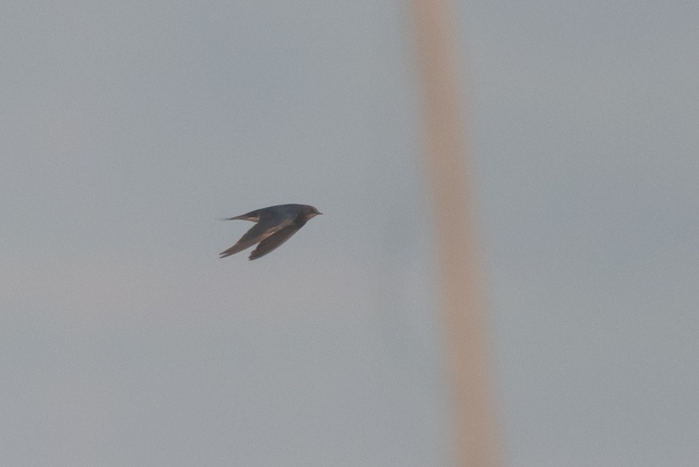 Ластівка сільська - ML645549774