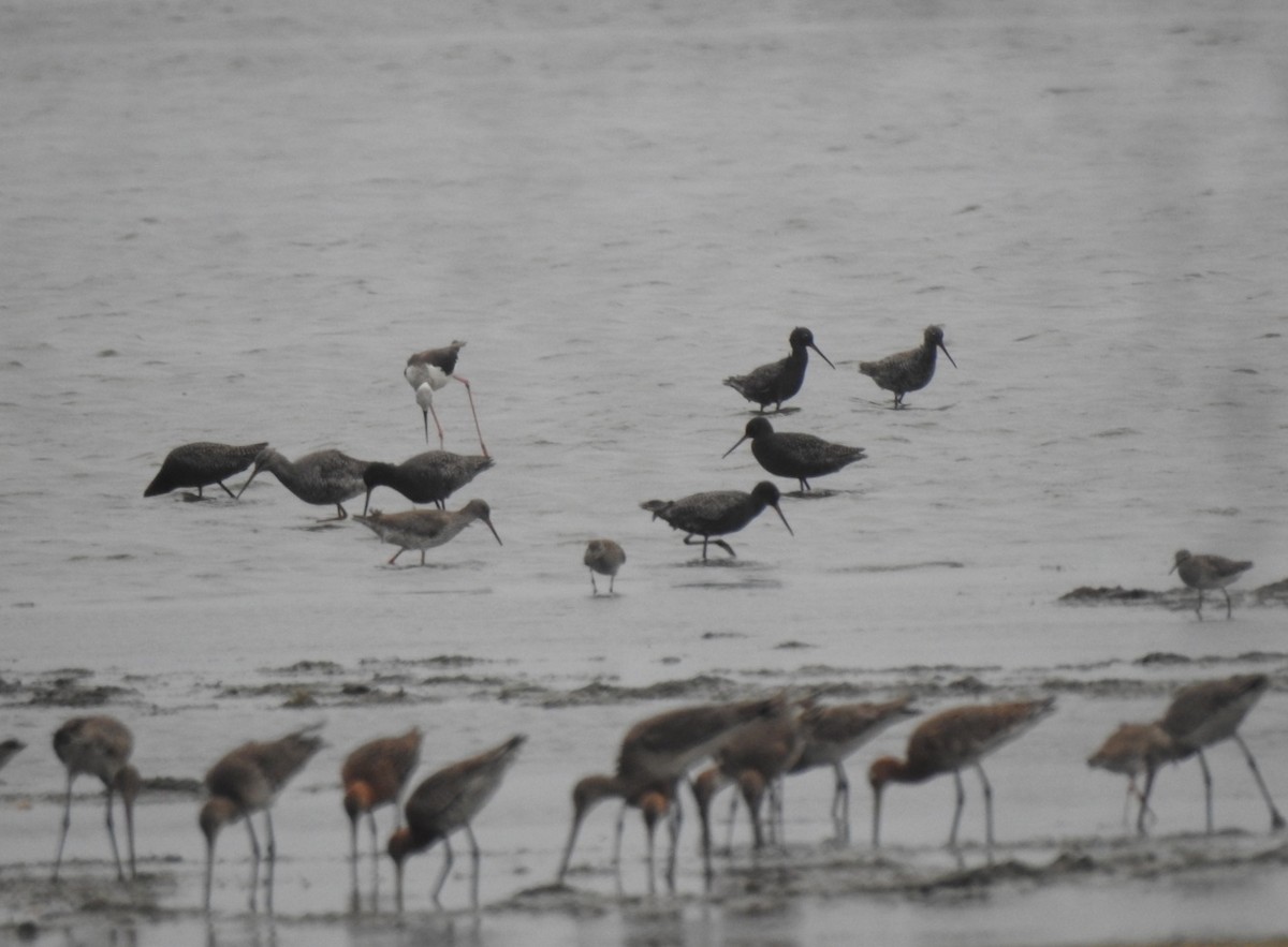 Spotted Redshank - ML645549784