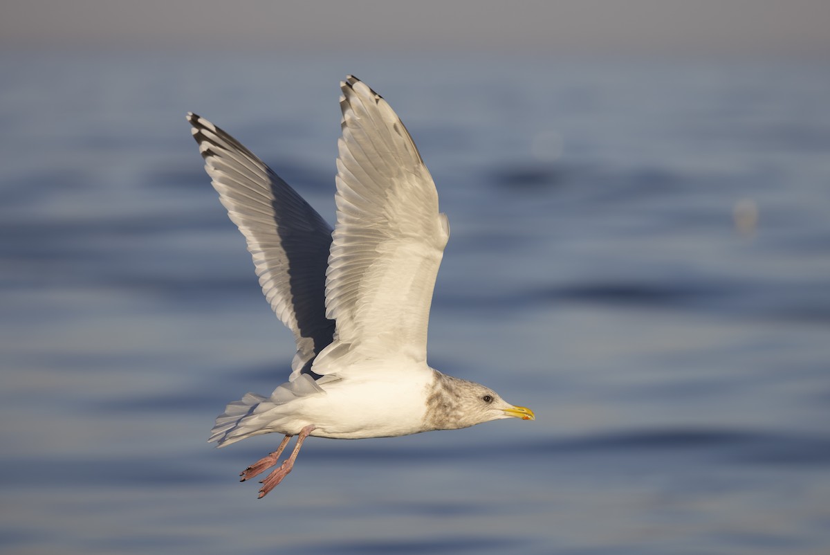 Iceland Gull (Thayer's) - ML645549786