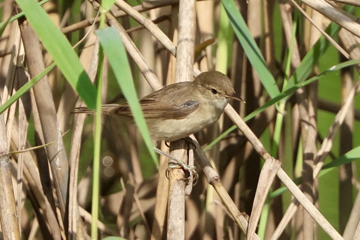 Common Reed Warbler - ML645549788
