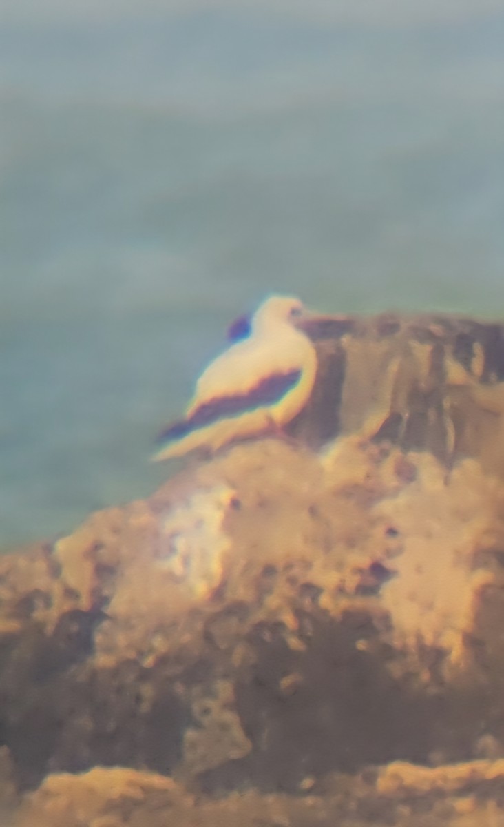 Red-footed Booby - ML645549809