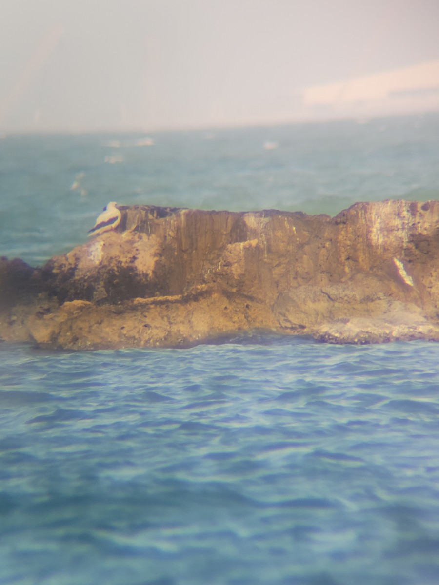 Red-footed Booby - ML645549810