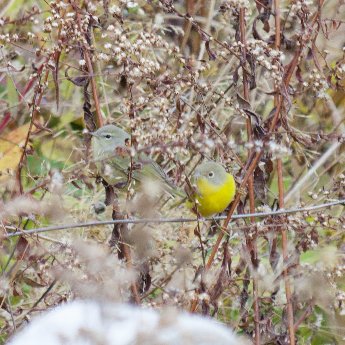 Nashville Warbler - ML645549821