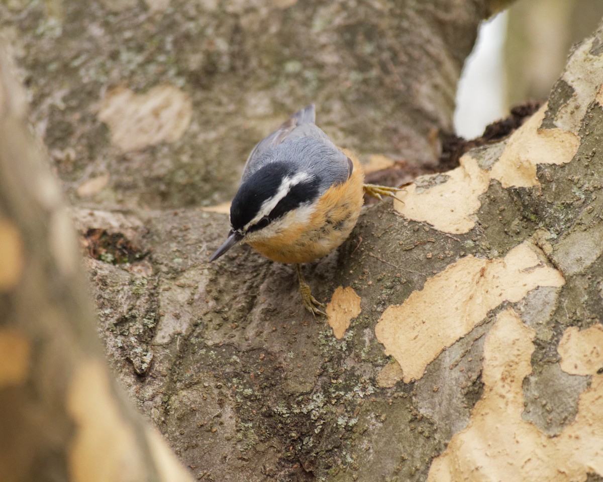 Red-breasted Nuthatch - ML645549833