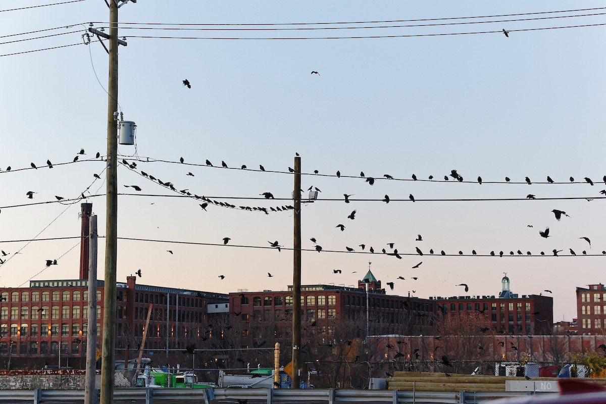 Fish Crow - ML645549836