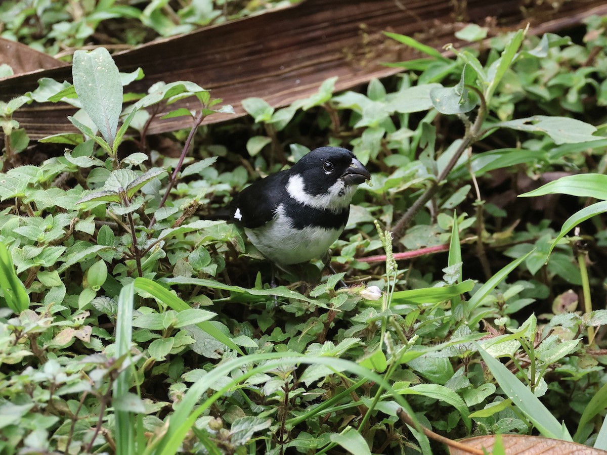 Variable Seedeater - ML645549837