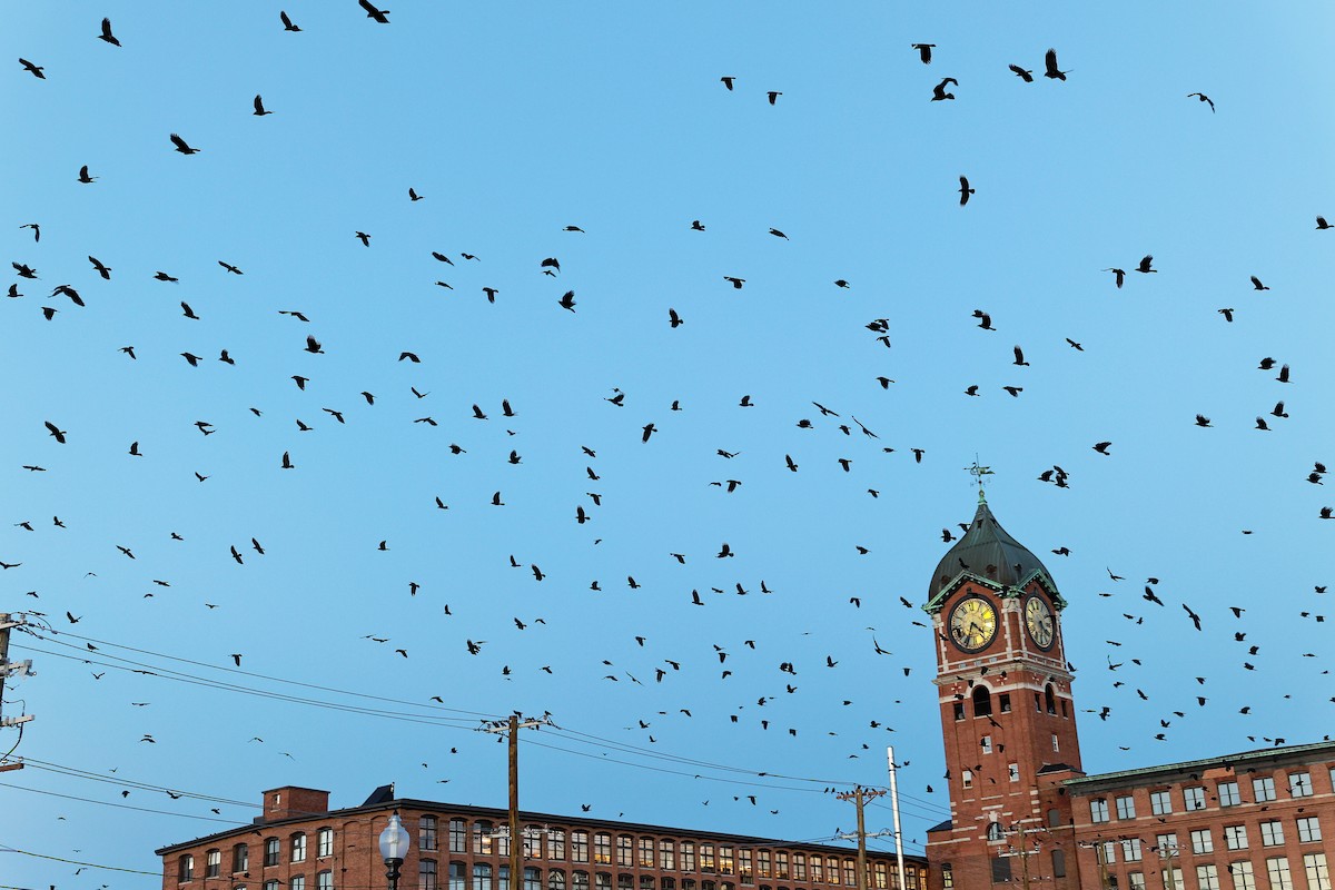 American Crow - ML645549858