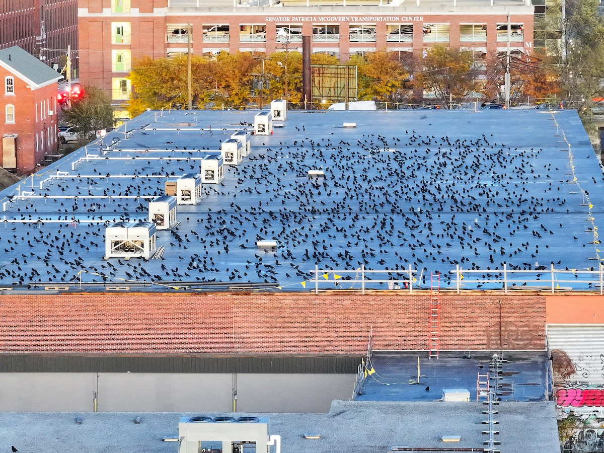 American Crow - ML645549870