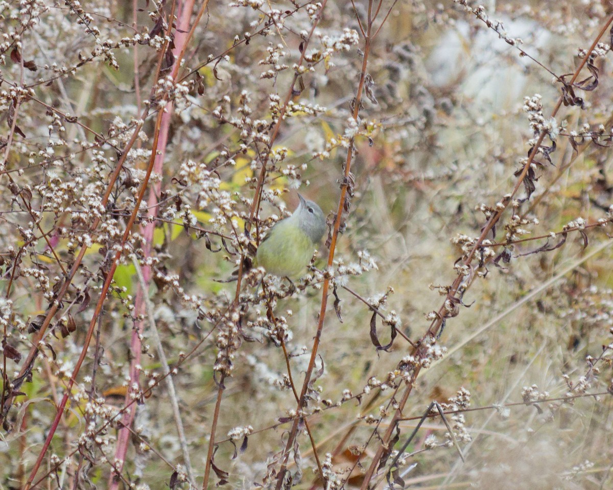 Orange-crowned Warbler - ML645549875