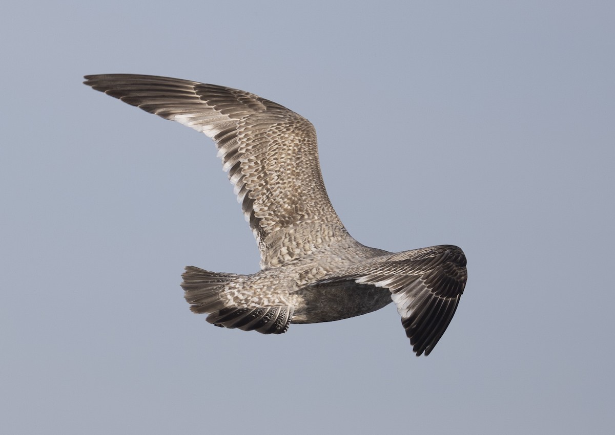 American Herring Gull - ML645549879