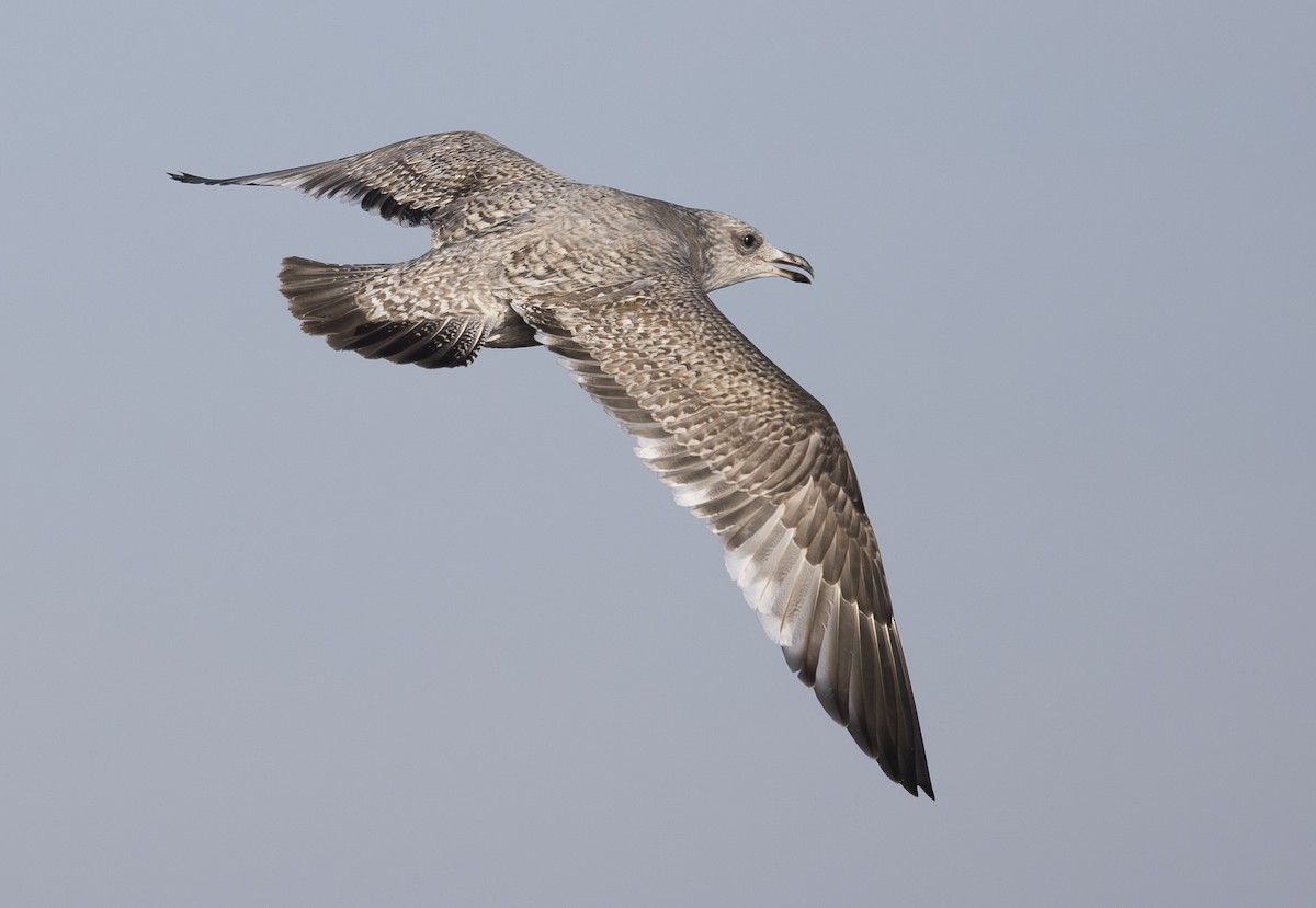 American Herring Gull - ML645549880