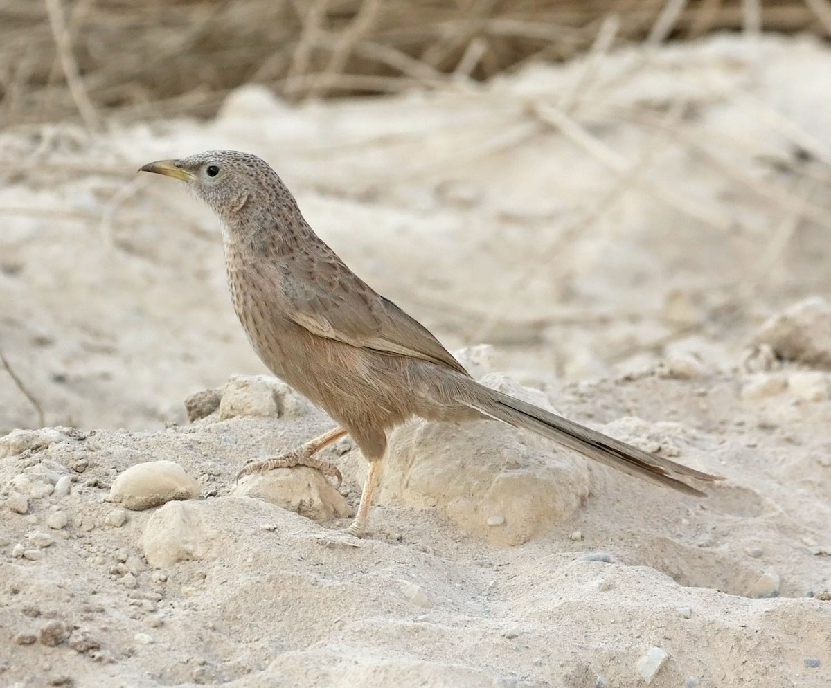 Arabian Babbler - ML645549884