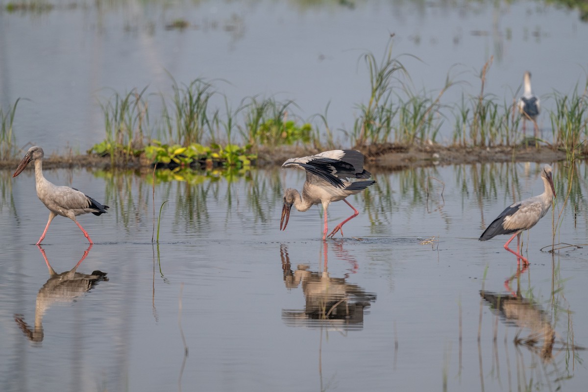 Asian Openbill - ML645549887