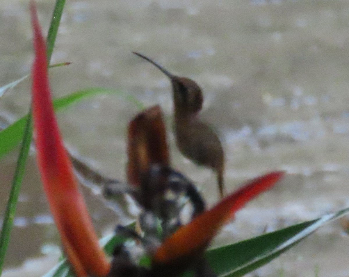 Stripe-throated Hermit - ML645549888