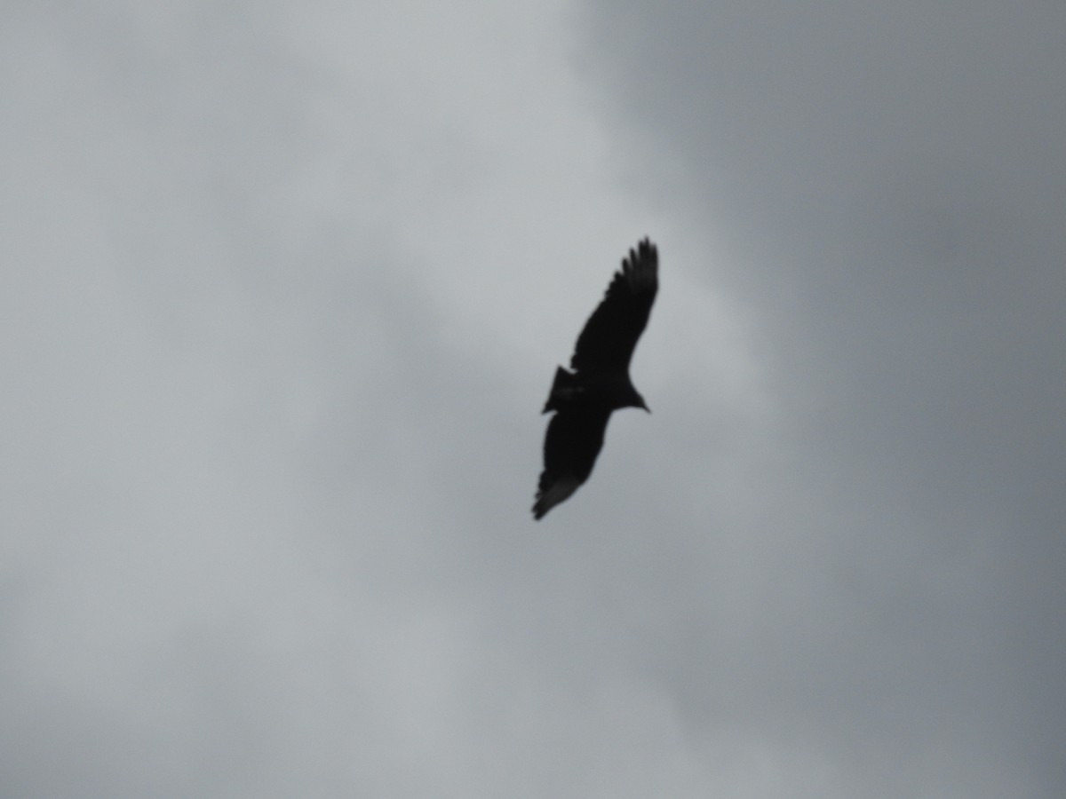 Black Vulture - ML645549894