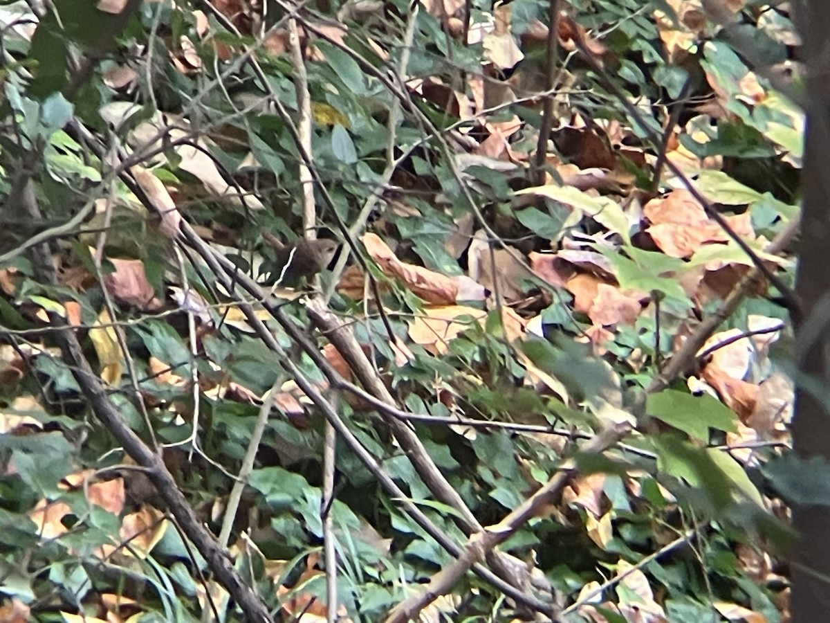 Winter Wren - ML645549896