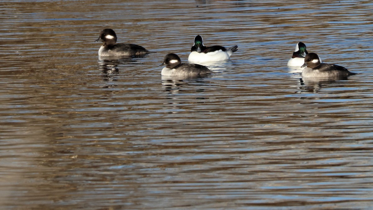 Bufflehead - ML645549897