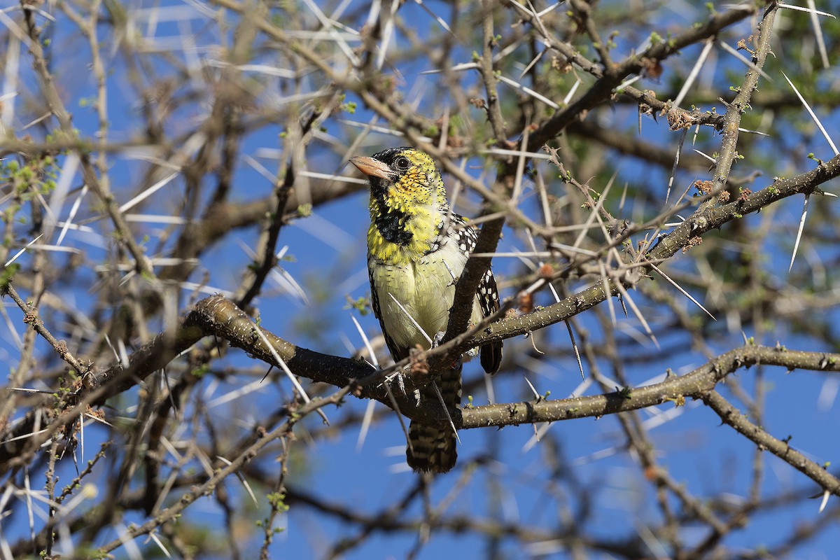 D'Arnaud's Barbet - ML645549902