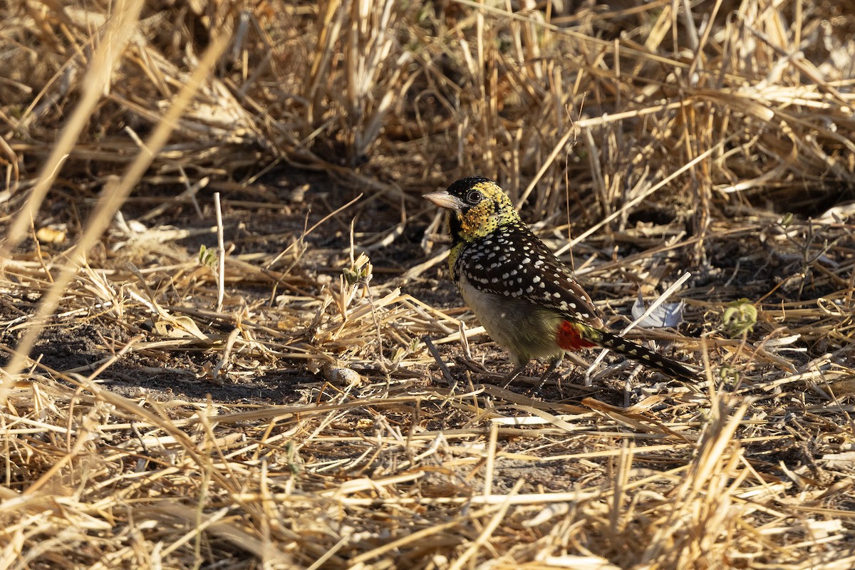 D'Arnaud's Barbet - ML645549903