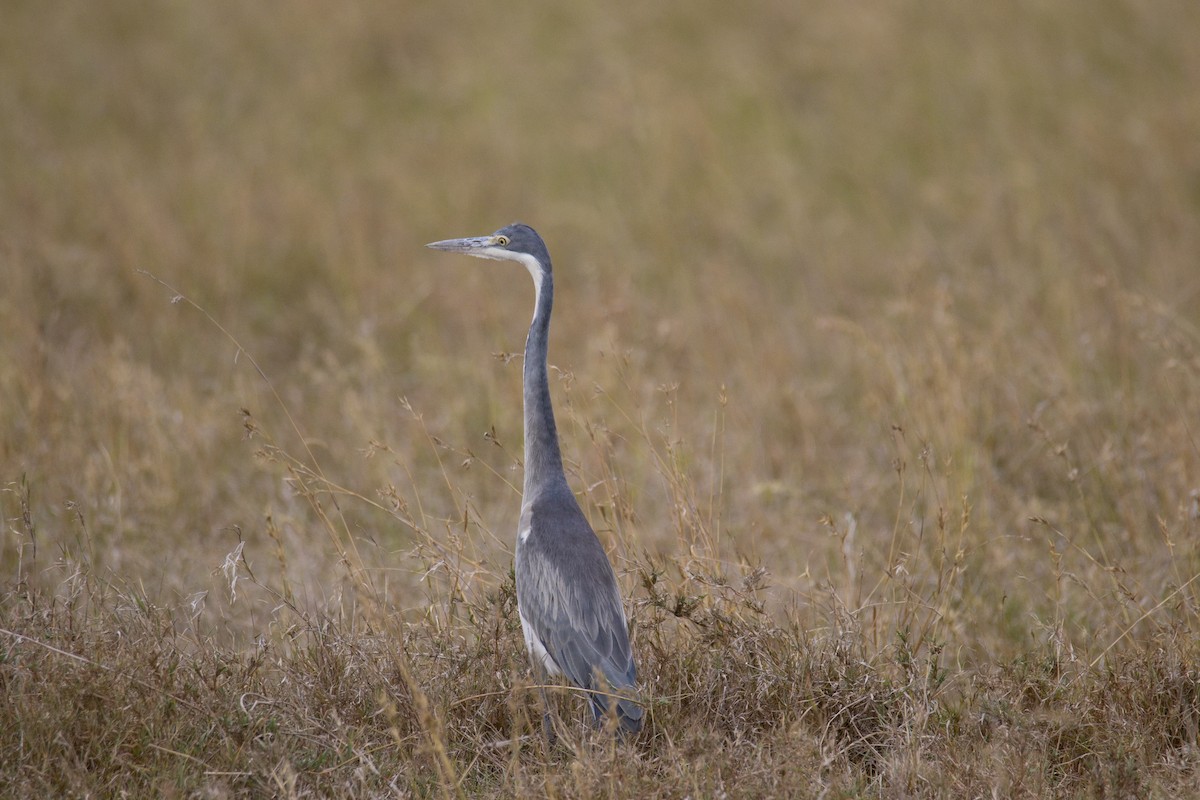 Black-headed Heron - ML645549904