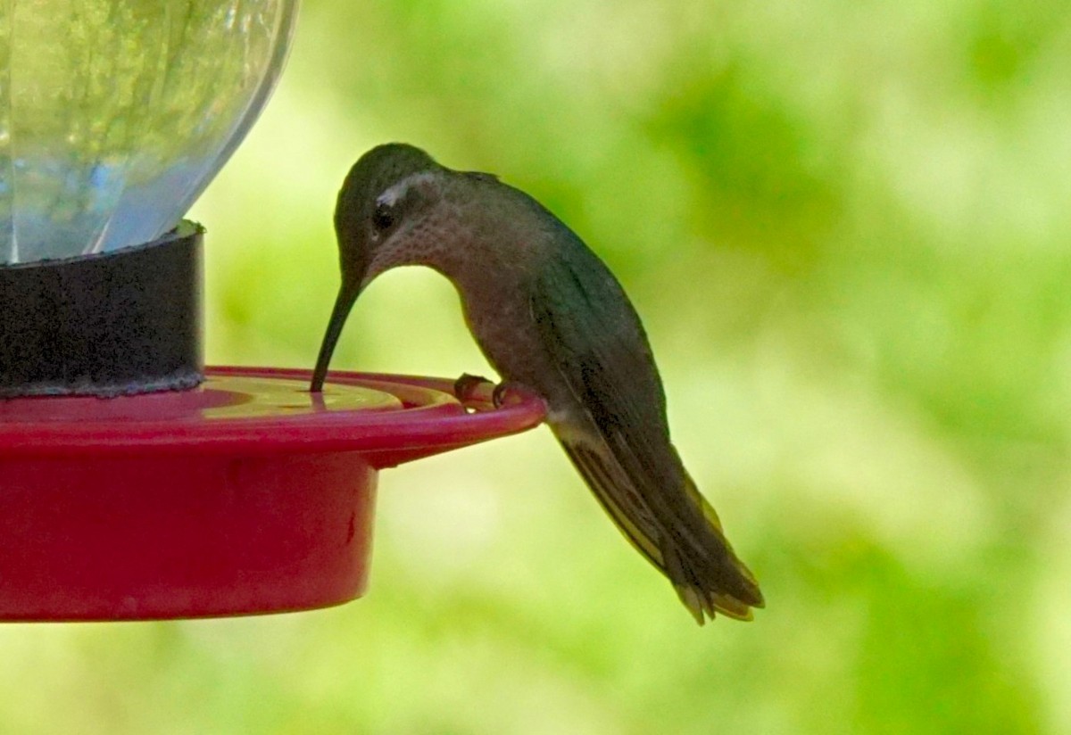 Blue-throated Mountain-gem - ML645549905