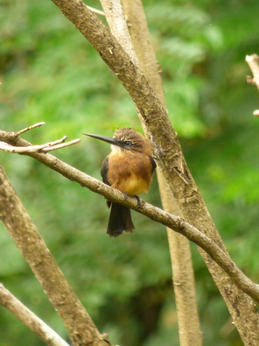 Brown Jacamar - ML645549906