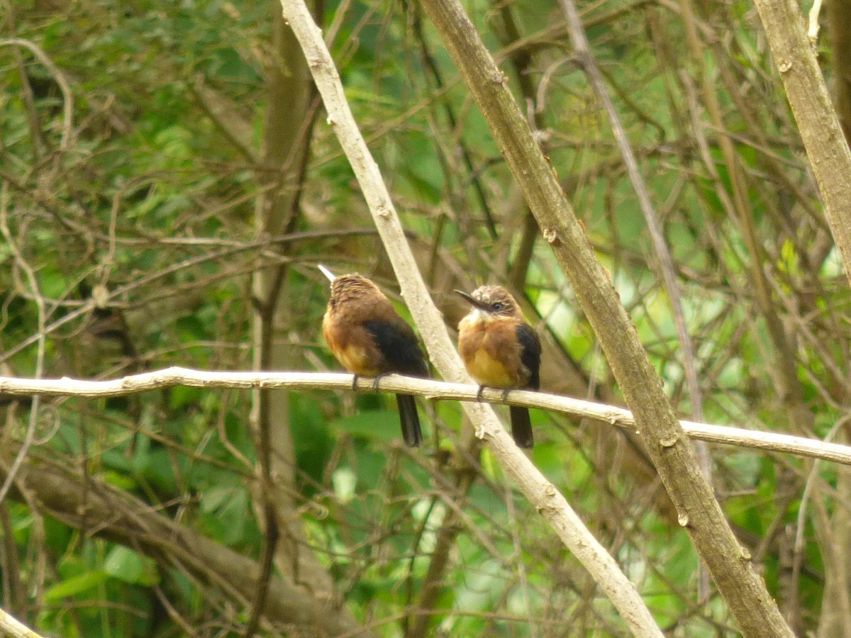 Brown Jacamar - ML645549907