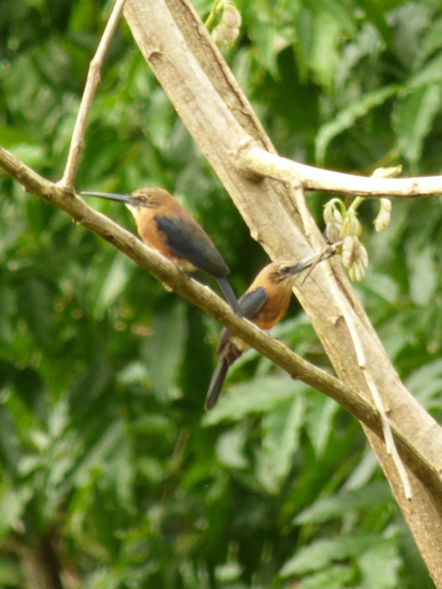 Brown Jacamar - ML645549908
