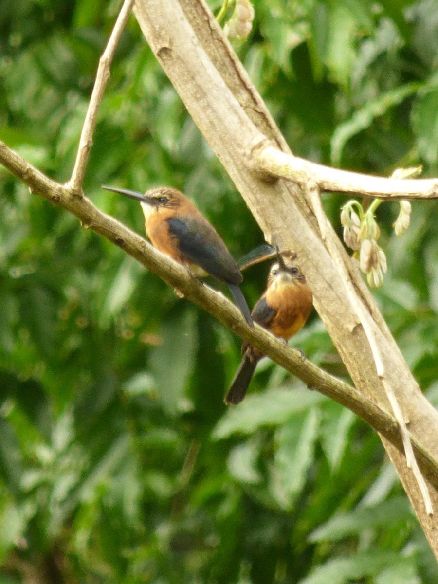 Brown Jacamar - ML645549909