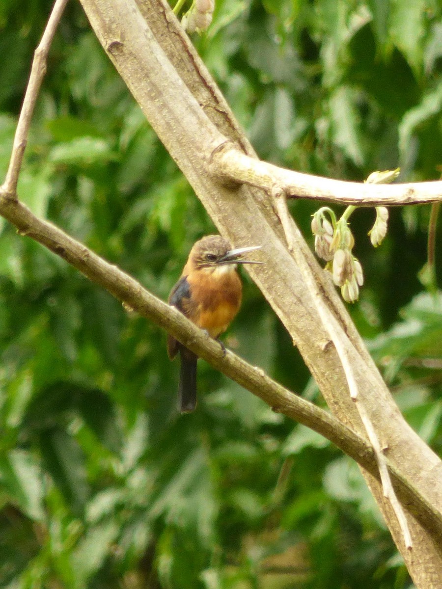 Brown Jacamar - ML645549910