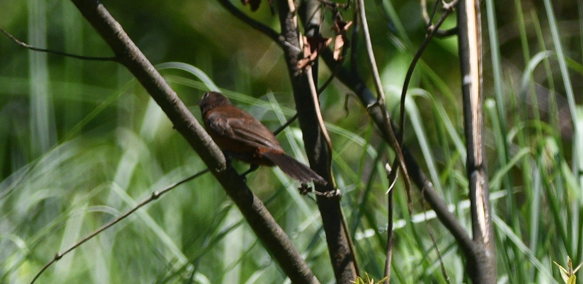 Silver-beaked Tanager - ML645549911