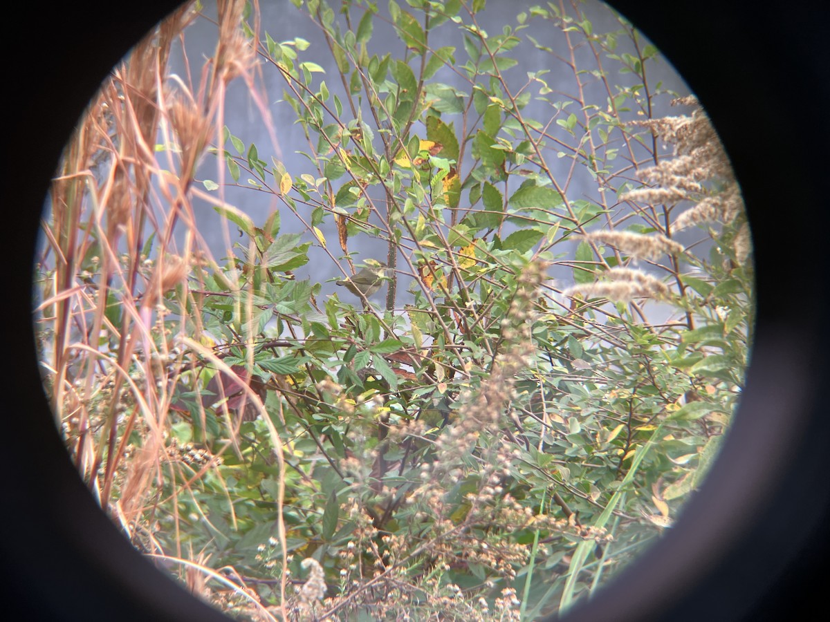 Common Yellowthroat - ML645549912