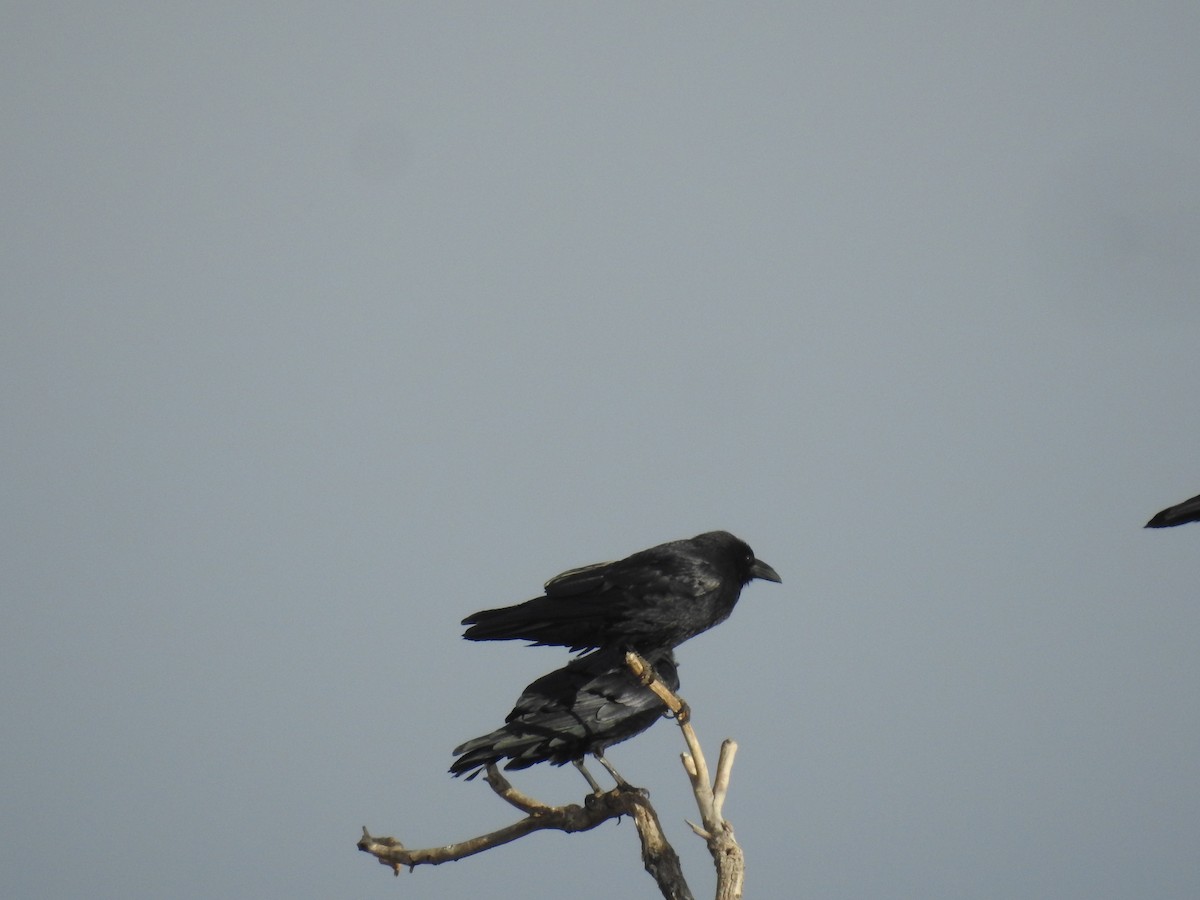 Chihuahuan Raven - ML645549915