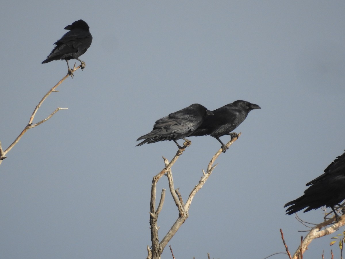 Chihuahuan Raven - ML645549916