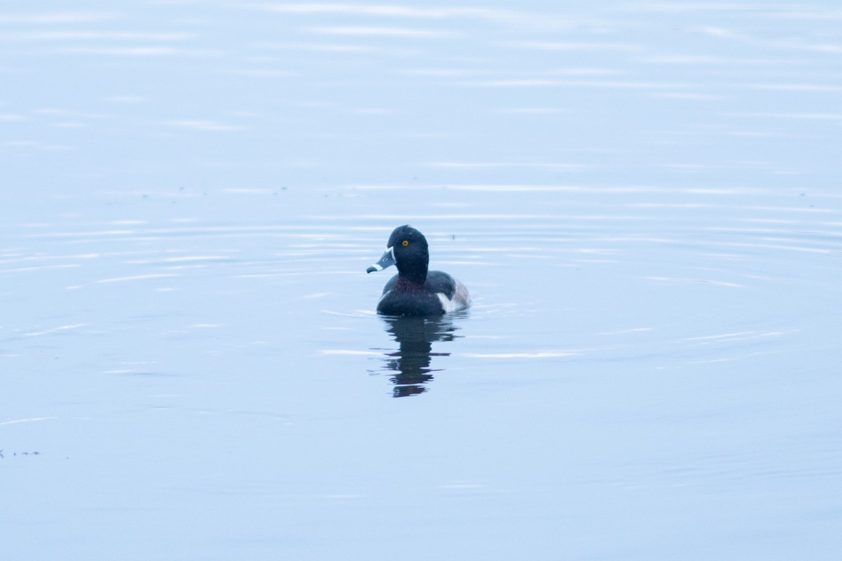 Ring-necked Duck - ML645549918