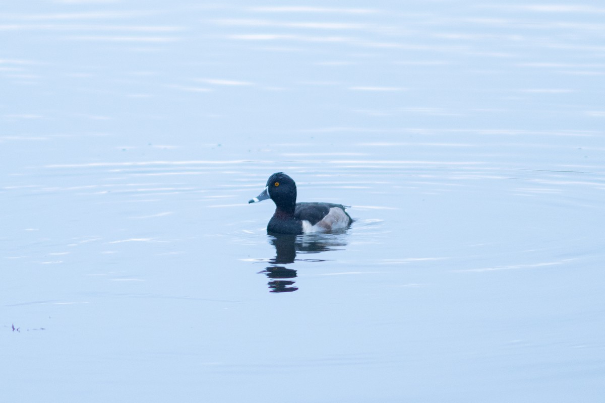 Ring-necked Duck - ML645549919