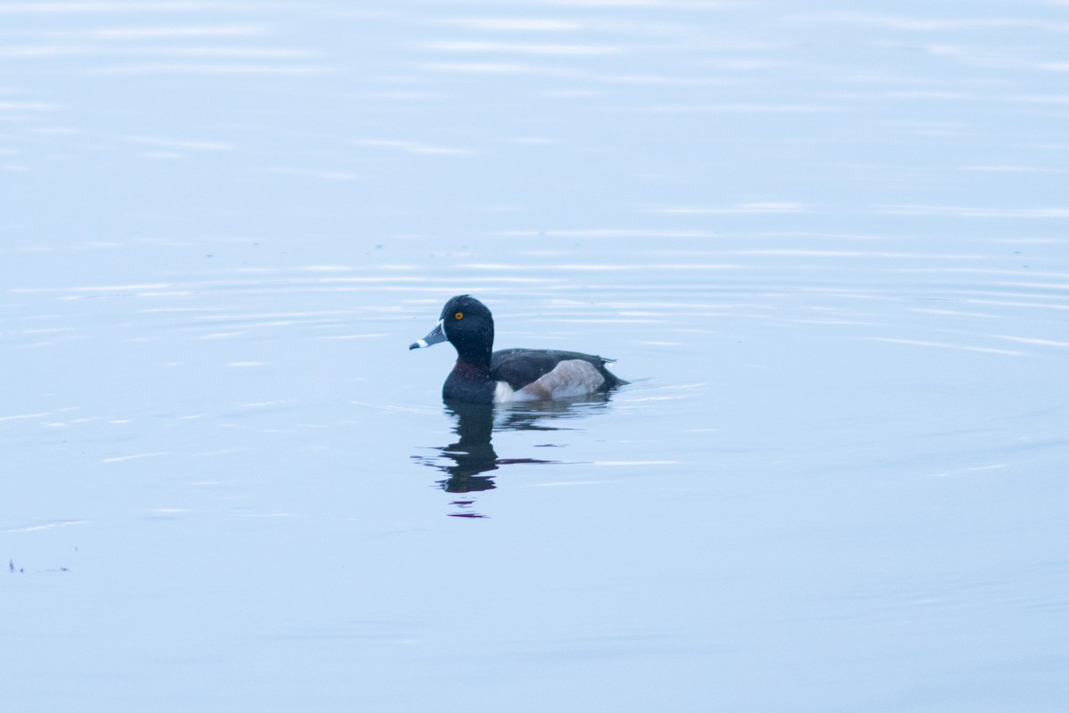 Ring-necked Duck - ML645549920