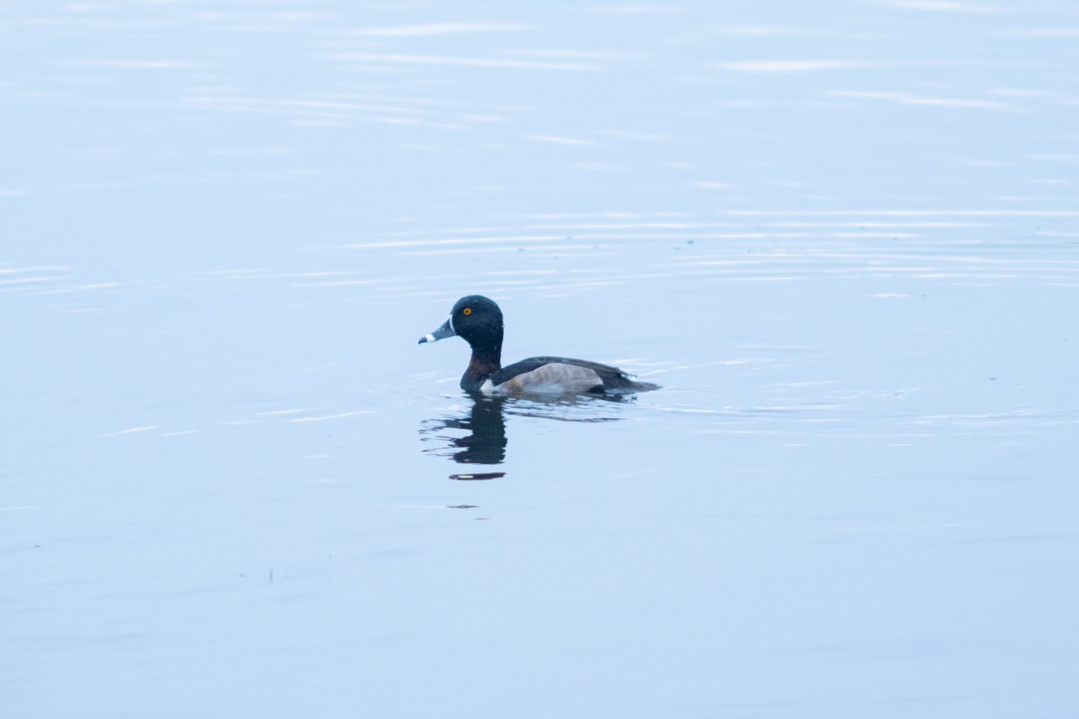 Ring-necked Duck - ML645549921