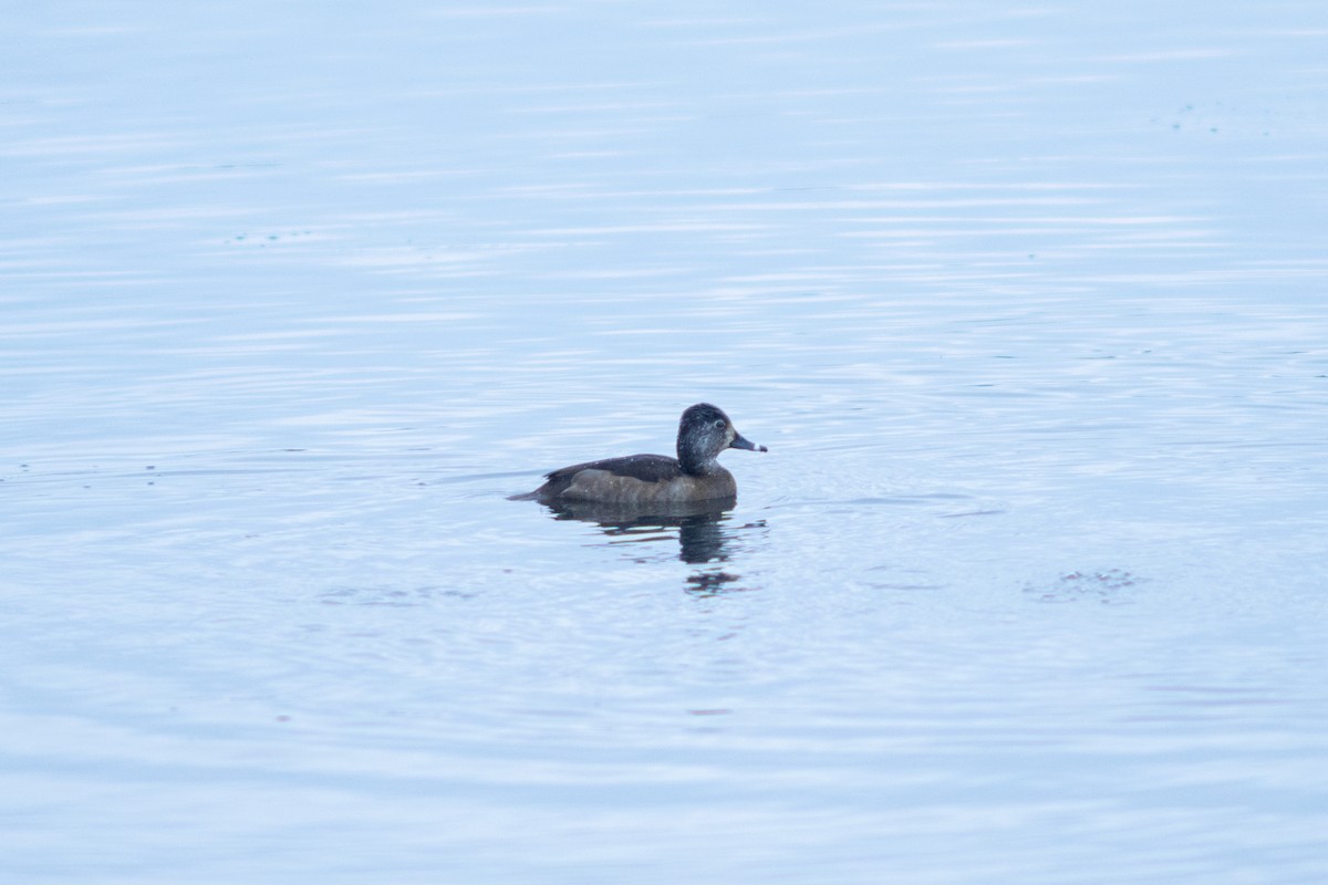 Ring-necked Duck - ML645549922