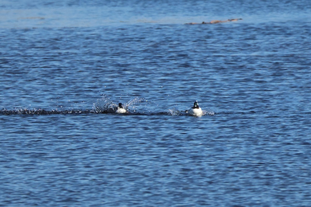 Common/Barrow's Goldeneye - ML645549923