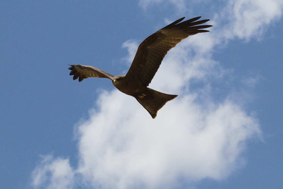 Black Kite - ML645549924