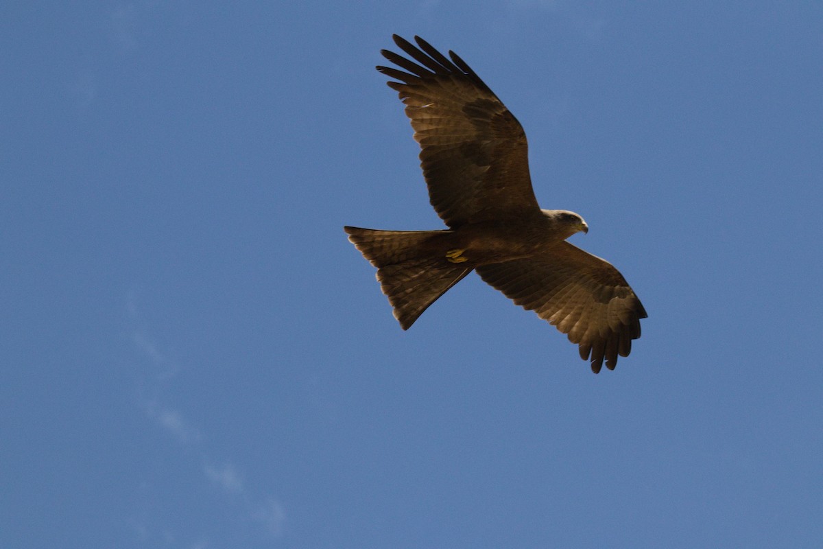 Black Kite - ML645549925