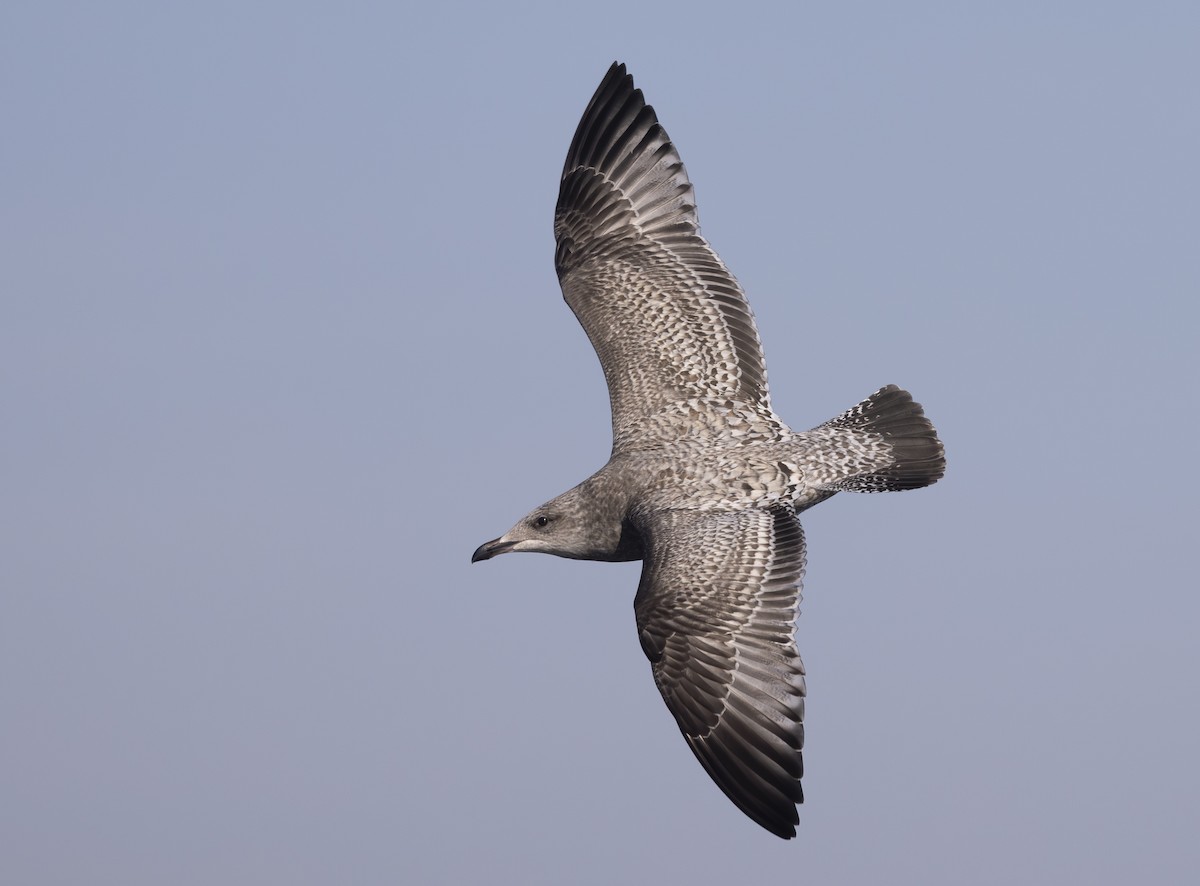 American Herring Gull - ML645549934
