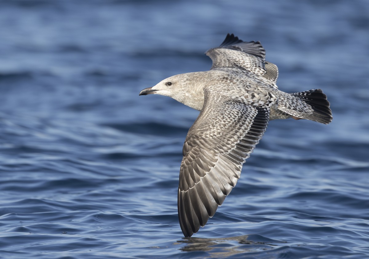 American Herring Gull - ML645549935