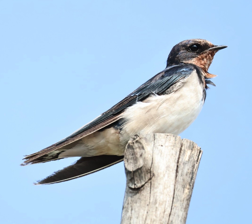 Ластівка сільська - ML645549940