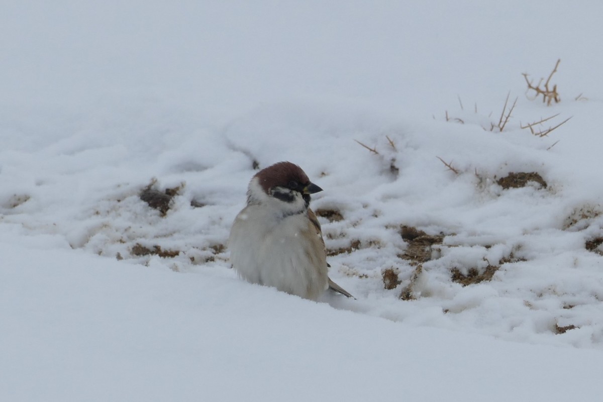 Gorrión Molinero - ML645549957