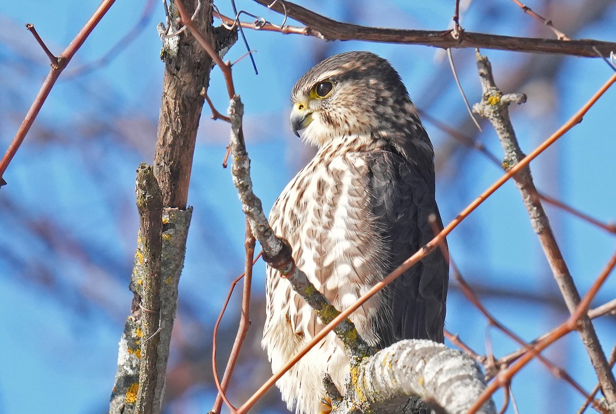 Merlin - ML645550005