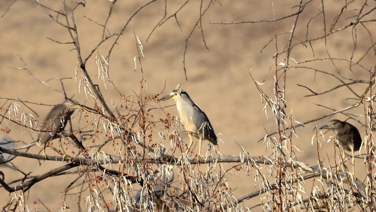 Black-crowned Night Heron - ML645550012