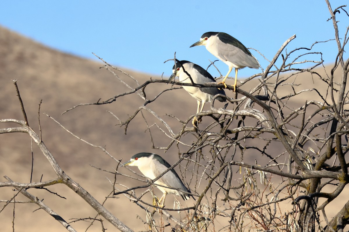 Black-crowned Night Heron - ML645550013