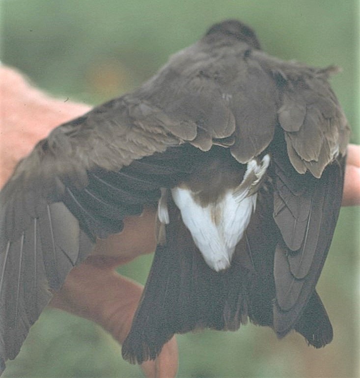 Uccello delle tempeste codaforcuta - ML645550018